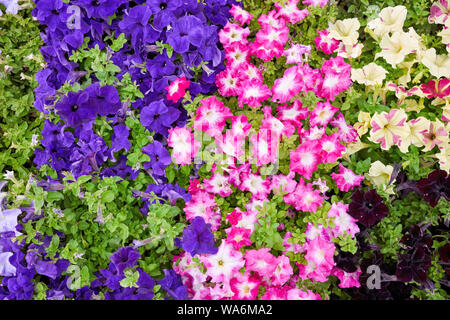 Bunte Petunien in einem Blumenbeet. Overhead Nähe zu sehen. Stockfoto