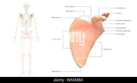 Menschliches Skelett System schulterblatt Anatomie anteriore Ansicht Stockfoto