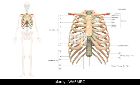 Menschliches Skelett System thorakale Skelett Anatomie anteriore Ansicht Stockfoto