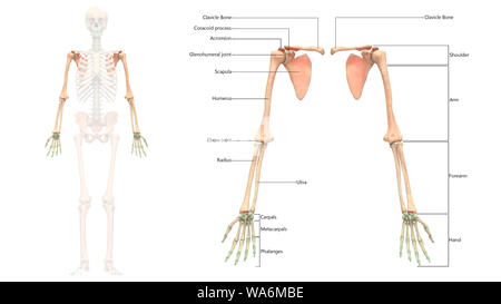 Menschliches Skelett System der oberen Gliedmaßen Anatomie anteriore Ansicht Stockfoto