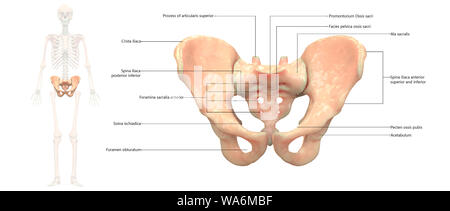 Menschliches Skelett System Becken Anatomie anteriore Ansicht Stockfoto