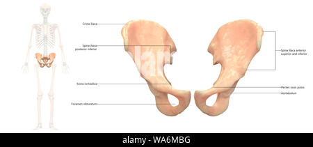 Menschliches Skelett System Hip Anatomie anteriore Ansicht Stockfoto