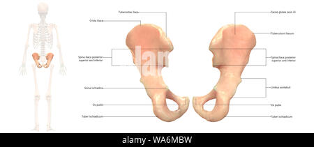 Menschliches Skelett System Anatomie posterioren Anzeigen Stockfoto