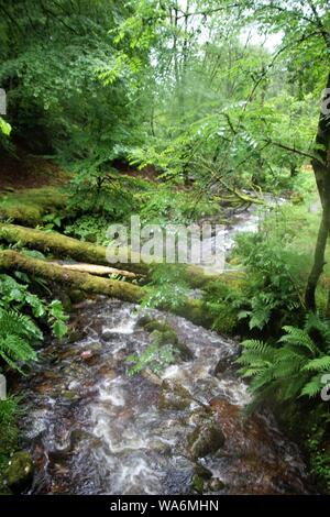 Creek und Bemoosten die Vegetation in den Wäldern der schottischen Highlands. Kinglochleven, am östlichen Ende des Sees Loch Leven, Glencoe National N entfernt Stockfoto