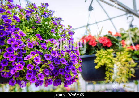 Violette Stiefmütterchen Blume im Blumentopf hängen in einem Gewächshaus Blumenmarkt. Stockfoto