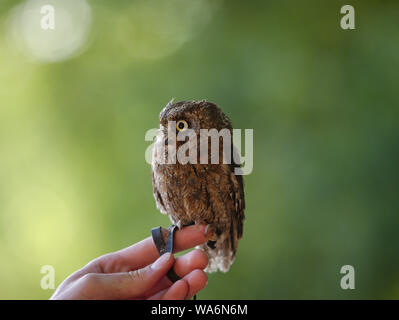 Steinkauz Athene noctua sitzen am Finger Stockfoto