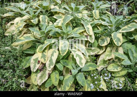 Salvia officinalis „Icterina“, Goldener Salbei, Salvia-Blätter, Gartenkräuter kulinarische Kräuter, die Kräuter anbauen Stockfoto