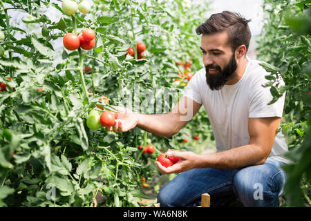 Biobauern Kontrolle seine Tomaten in einem Gewächshaus Stockfoto