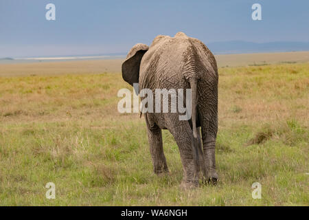 Große afrikanische Elefantin, die sich langsam vor der Kamera in Masai Mara, Kenia, entfernt Stockfoto