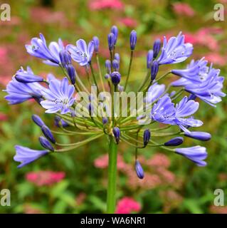 Nahaufnahme von Agapanthus Sunfield. Stockfoto