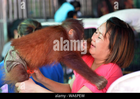 Bangkok, Thailand. 18. August 2019. Eine Frau spielt mit einem Orang-utan in Samut Prakarn Krokodilfarm und Zoo in der Provinz Samut Prakarn, Thailand, Nov. 18, 2019. (Xinhua / Rachen Sageamsak) Quelle: Xinhua/Alamy leben Nachrichten Stockfoto