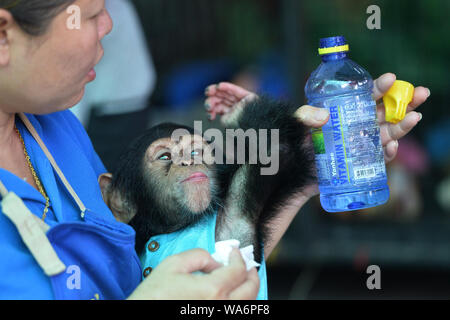 Bangkok, Thailand. 18. August 2019. Eine Frau füttert ein Schimpanse mit Wasser bei Samut Prakarn Krokodilfarm und Zoo in der Provinz Samut Prakarn, Thailand, Nov. 18, 2019. (Xinhua / Rachen Sageamsak) Quelle: Xinhua/Alamy leben Nachrichten Stockfoto