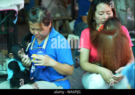 Bangkok, Thailand. 18. August 2019. Touristen feed einem Schimpansen und einem Orang-utan in Samut Prakarn Krokodilfarm und Zoo in der Provinz Samut Prakarn, Thailand, Nov. 18, 2019. (Xinhua / Rachen Sageamsak) Quelle: Xinhua/Alamy leben Nachrichten Stockfoto