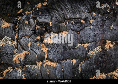 Close-up Grau trockenen Baum Stamm, Äste Textur Stockfoto