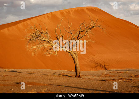 Schlafende Baum sitzt unter einem riesigen sanddüne im Winter in Namibia Stockfoto