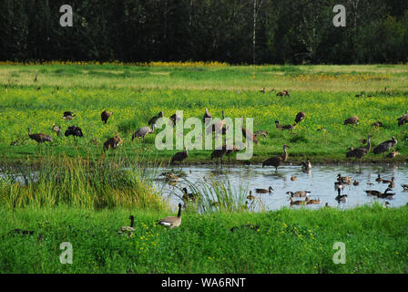 Kanadakraniche, Gänse und Enten das Wasser und die Felder von Wildblumen zusammen genießen. In Fairbanks, Alaska, USA fotografiert. Stockfoto