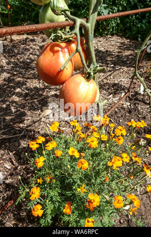 Signet Ringelblume und Tomatenpflanze Tagetes tenuifolia Stockfoto