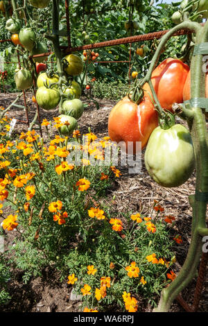 Signet Ringelblume, Tagetes tenuifolia Tomate Stockfoto