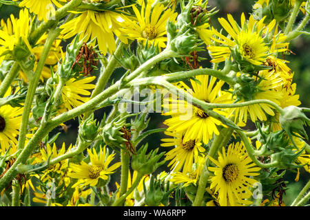 Kompass Pflanze Silphium laciniatum Garten gelbe Blüten mehrjährige Pflanze amerikanischen native Stockfoto