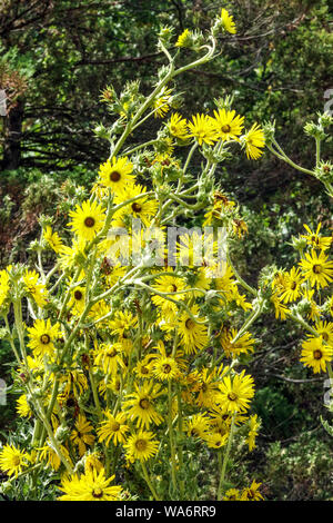 Compass Plant Silphium laciniatum hochgewachsene Pflanzen Garten Stockfoto