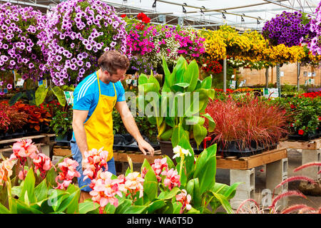 Florist schneidet und arrangiert die Blumen und Pflanzen an Atwater Blumenmarkt in Montreal, Quebec, Kanada. Stockfoto