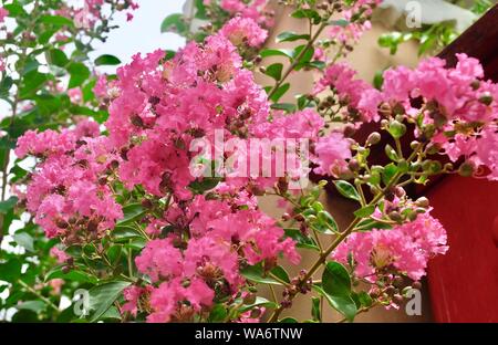 Bündel von tropischen Rosa Kette der Liebe oder des mexikanischen Kriechgang Blumen blühen auf den grünen Baum. Stockfoto