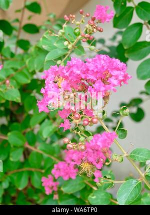 Bündel von tropischen Rosa Kette der Liebe oder des mexikanischen Kriechgang Blumen blühen auf den grünen Baum. Stockfoto