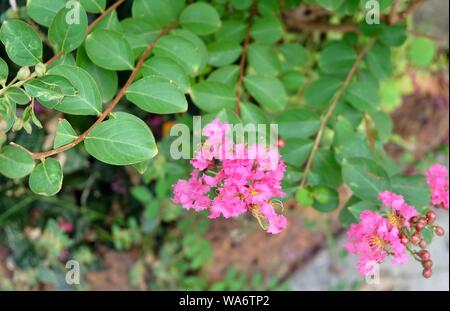 Bündel von tropischen Rosa Kette der Liebe oder des mexikanischen Kriechgang Blumen blühen auf den grünen Baum. Stockfoto