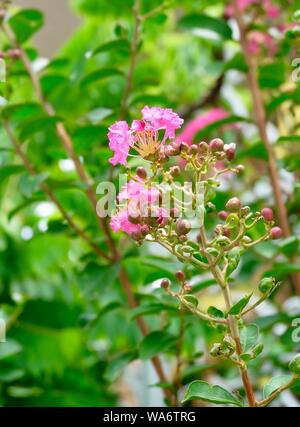 Bündel von tropischen Rosa Kette der Liebe oder des mexikanischen Kriechgang Blumen blühen auf den grünen Baum. Stockfoto