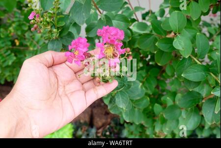 Hand, die eine Reihe von tropischen Rosa Kette der Liebe oder des mexikanischen Kriechgang Blumen blühen auf den grünen Baum. Stockfoto