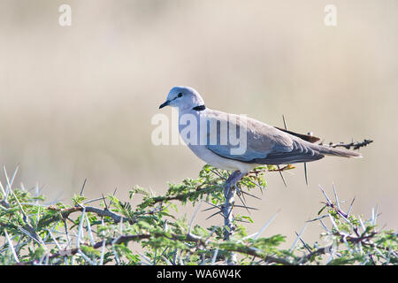 Afrikanische ring-necked dove (Streptopelia capicola), auch bekannt als das Kap turtle Dove Stockfoto