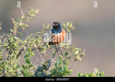 Superb Starling (Glanzstare Superbus) Stockfoto