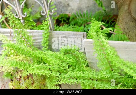 Green Bush von tassle Farne wachsen auf Blumentopf für Garten Dekoration. Stockfoto