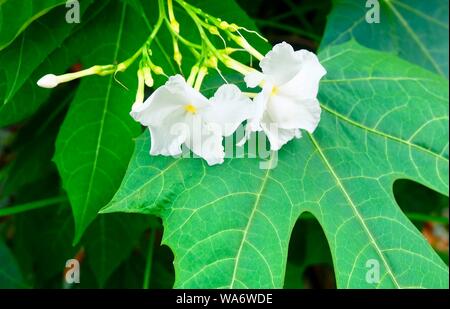 Schöne Blume, schönen, weißen Gemeinsame Gardenias oder Cape Jasmine Blumen für Garten Dekoration. Stockfoto