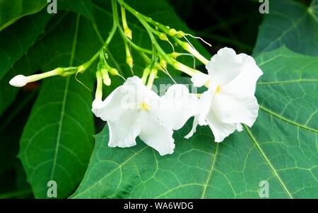 Schöne Blume, schönen, weißen Gemeinsame Gardenias oder Cape Jasmine Blumen für Garten Dekoration. Stockfoto