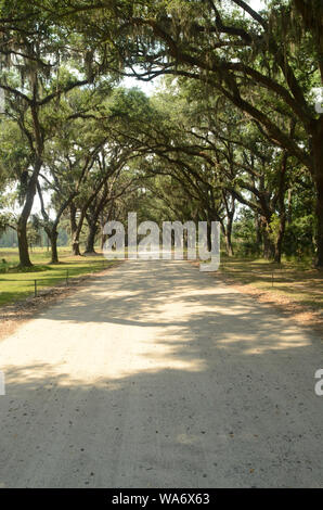 Die malerische Straße, die von mehr als vierhundert lebenden Eichen gesäumt ist, die über der Oak Avenue hängen, führt direkt zur historischen Stätte und Plantage von Wormsloe Stockfoto