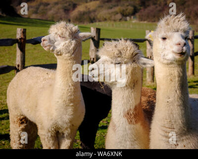 Vier Alpakas in einem sonnigen Feld, East Sussex, Großbritannien Stockfoto
