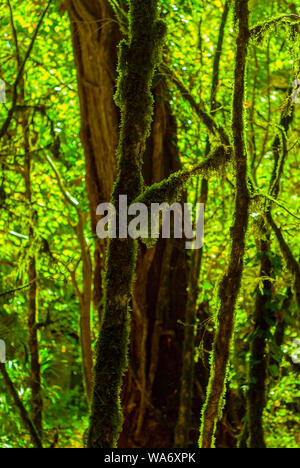 Hintergrund - Subtropische Wälder, Eibe, Buchsbaum Hain mit moosbewachsenen Baumstämmen Stockfoto