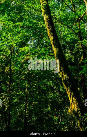 Hintergrund - Subtropische Wälder, Eibe, Buchsbaum Hain mit moosbewachsenen Baumstämmen Stockfoto