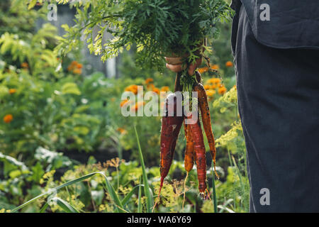 Bio Gemüse. Bauern Hände mit frisch geerntete Möhren im Garten. Nach oben Schließen Stockfoto