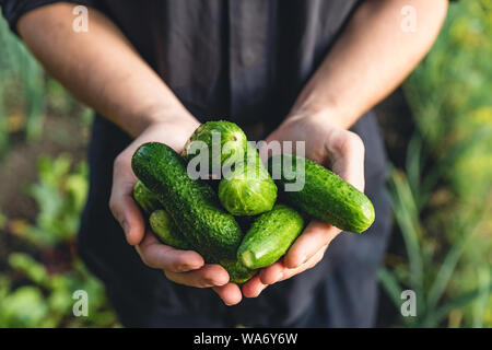 Organische frisch geerntete Gemüse. Bauern Hände halten frische Gurken im Garten. Nach oben Schließen Stockfoto