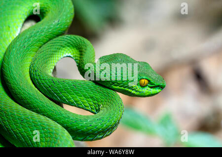 In der Nähe von Großen-eyed Green Pit Viper (Ein älterer Name macrops) die endemische Spezies von Südostasien Stockfoto