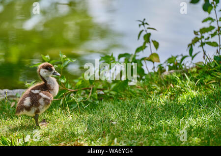 Nahaufnahme von Baby Ente auf Feld am See Stockfoto