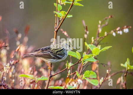 Blackpoll warbler in Nordwisconsin. Stockfoto