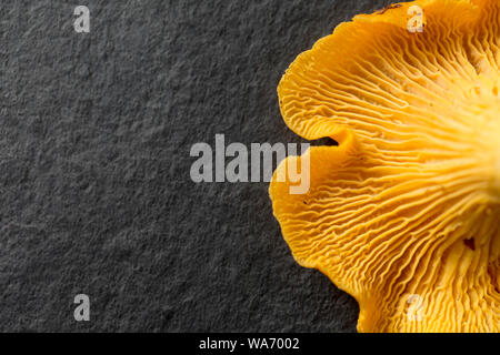 Auch Pfifferlinge, Cantharellus Cibarius, wie die goldenen Chanterelle bekannt. Das Bild zeigt die Gill Struktur. Pfifferlinge sind beliebt als Essbare Stockfoto