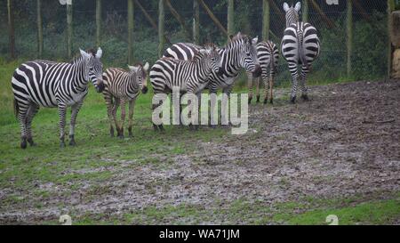 Longleat Safari Park Adventure August 2019 - Fotos in Longleat Wiltshire genommen Stockfoto