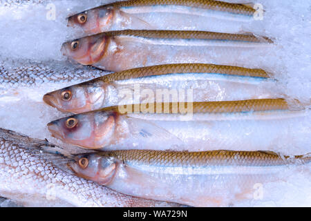 Frischen Fisch in den Schnee auf der Ladentheke Stockfoto