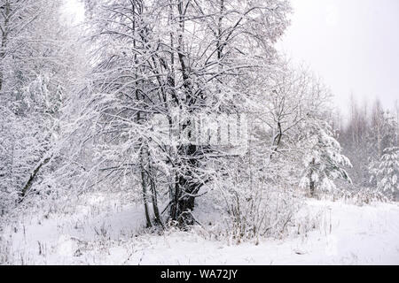 Winter kontrast Landschaft mit schneebedeckten Bäumen nach einem Schneefall Stockfoto