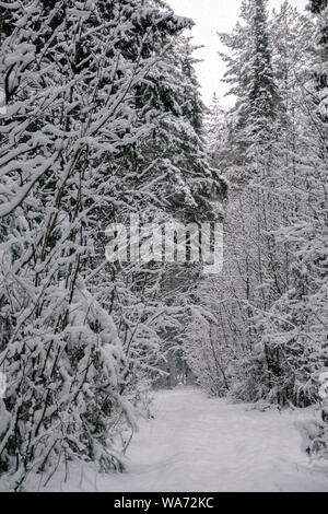 Snowy Trail im Winter Park nach Schneefall Stockfoto