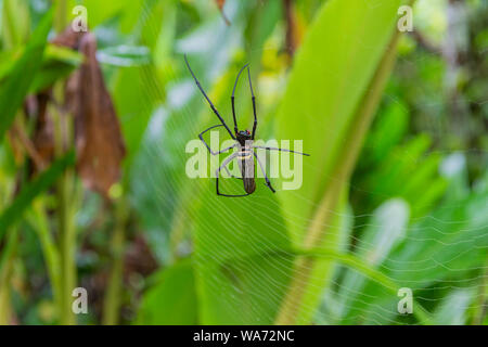 Große Nephila Orb Spider auf Web Stockfoto